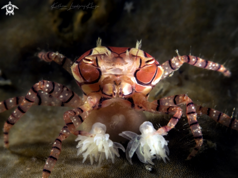 A Boxer Crab