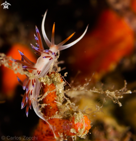 A Cratena peregrina | Nudibranquio