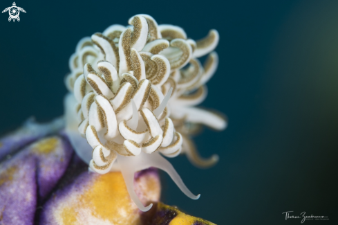 A Nudibranch 