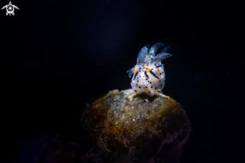 A Polycera abei | Polycera abei