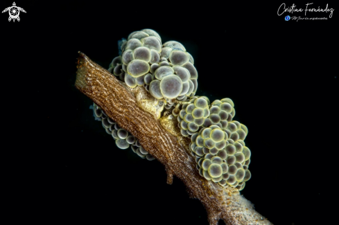 A Nudibranch