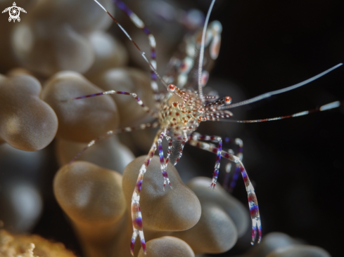 A Spotted Cleaner Shrimp