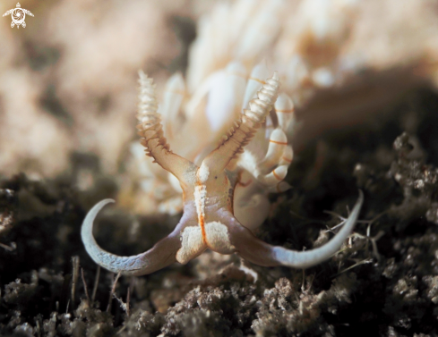 A Nudibranch