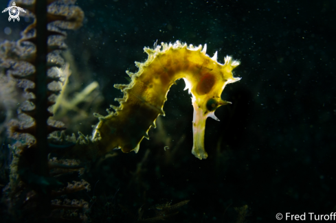 A Thorny Seahorse