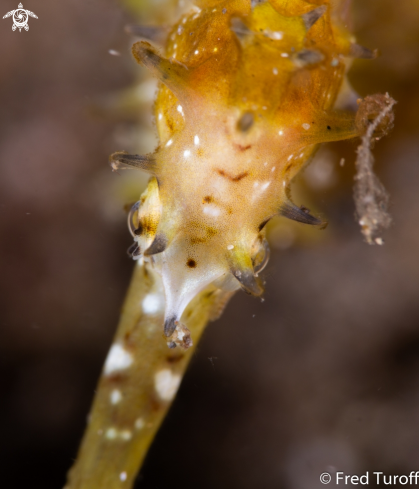 A Thorny Seahorse