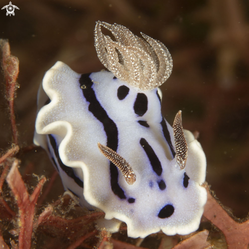 A chromodoris dianae | Diana's Chromodoris