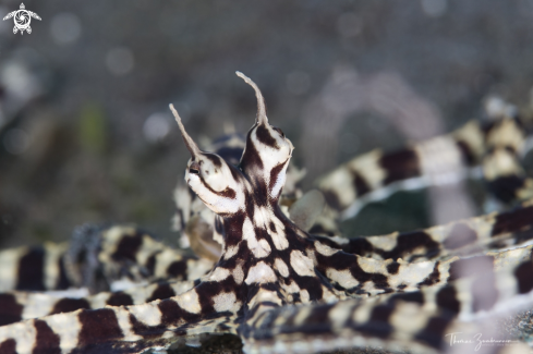 A Mimic Octopus 