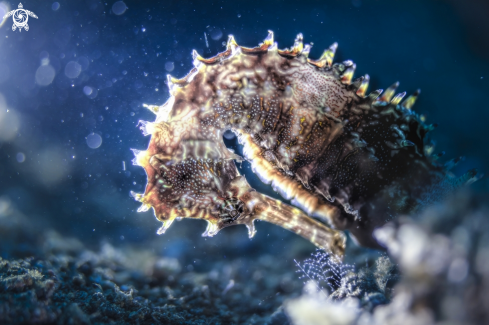 A hippocamus histryx | porcupine seahorse