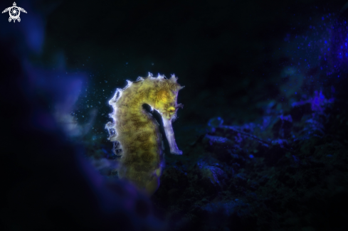 A porcupine seahorse