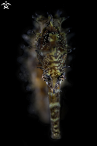 A porcupine seahorse 