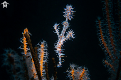 A Ornate ghost pipefish