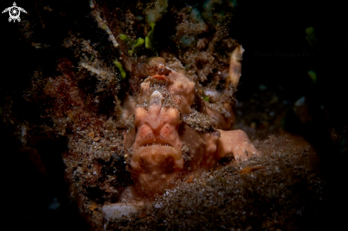 A FROGFISH