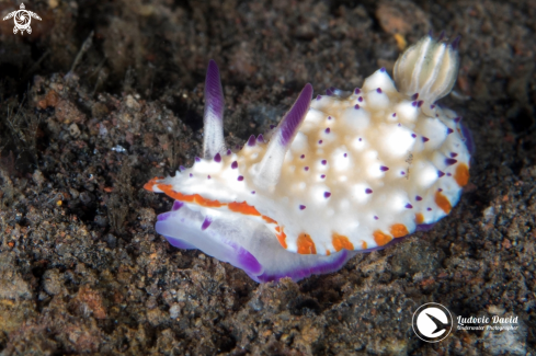 A Mexichromis multituberculata | Bumpy Mexichromis Nudibranch