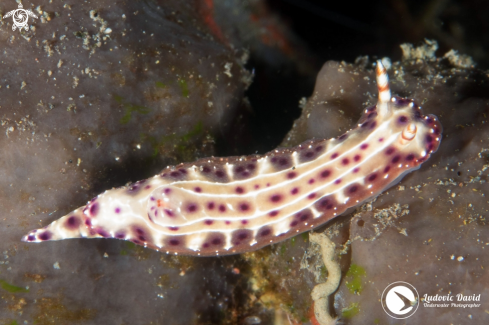 A Hypselodoris maculosa | Spotted Hypselodoris Nudibranch