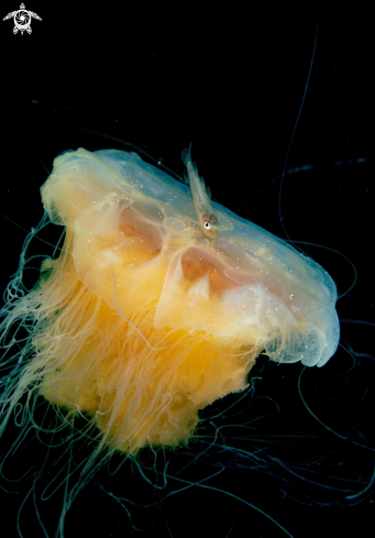 A Lions mane jelly & whitting