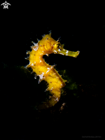 A Yellow Sea Horse