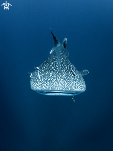 A Whale Shark