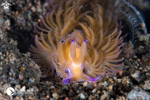 A Blue Dragon Nudibranch