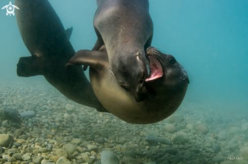 A California Sea Lion