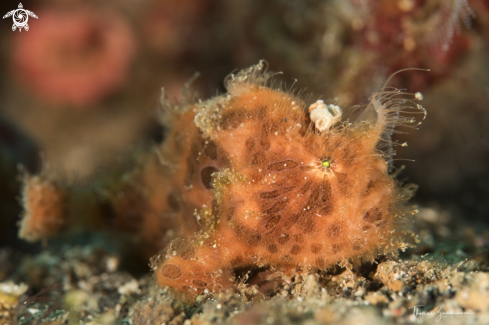 A Hairy Frogfish