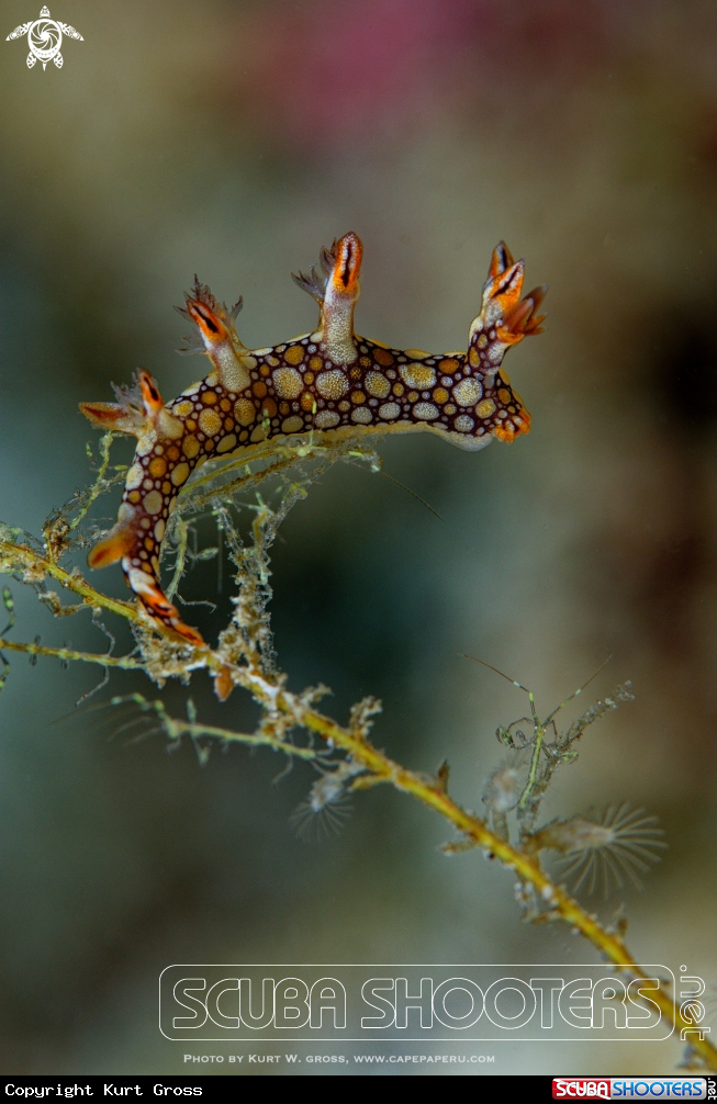 A Nudibranche and Skeletonshrimp