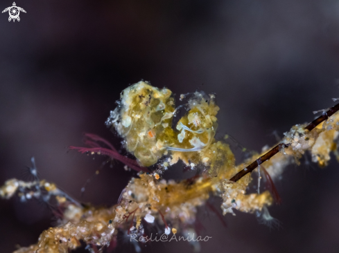 A Banded hairy shrimp