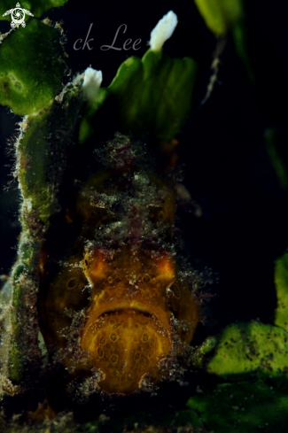 A Frogfish