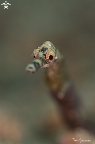 A Pipefish 