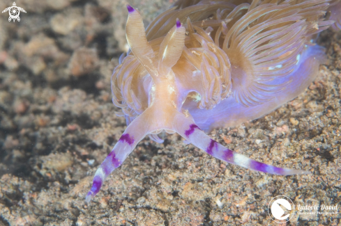 A Blue Dragon Nudibranch