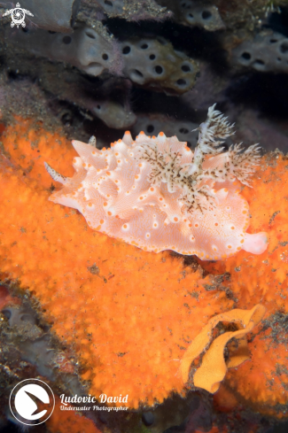 A Batangas Halgerda Nudibranch