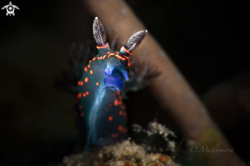 A Nudibranch Nembrotha milleri, juvenile 