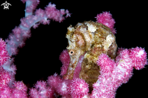 A Common Seahorse