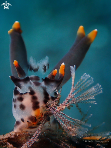 A Nudibranch