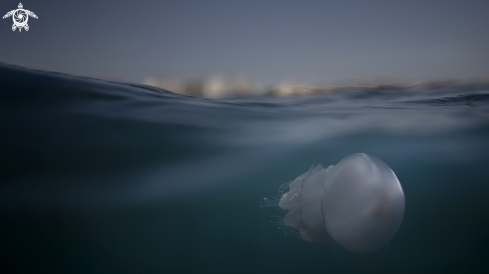 A barrel jellyfish