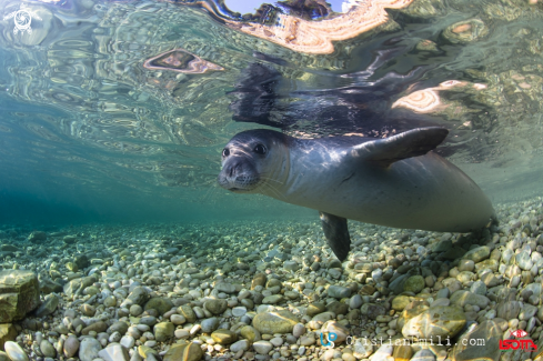 A Monk seal