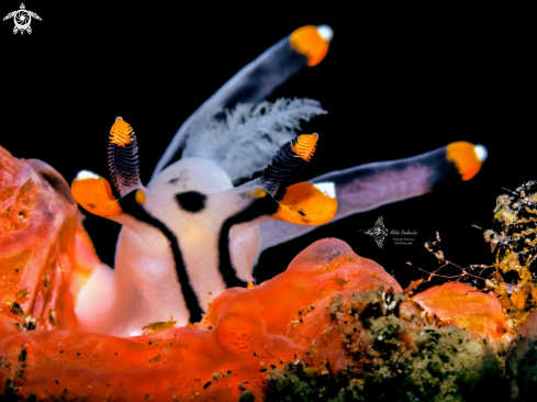 A Thecacera picta (Baba, 1972)  | Pikachu Nudibranch