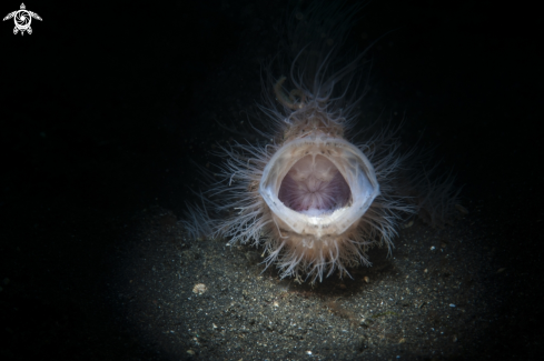 A Frog Fish