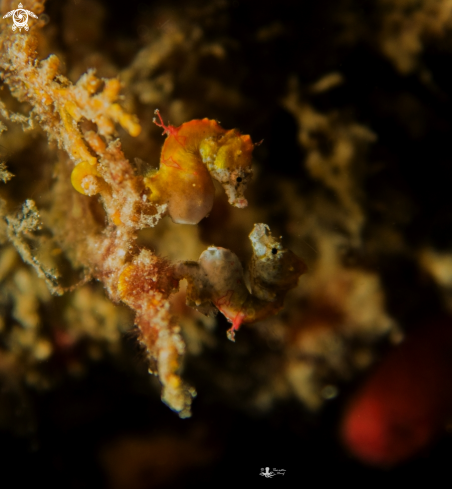 A Hippocampus pontohi | Weedy Pygmy Seahorse