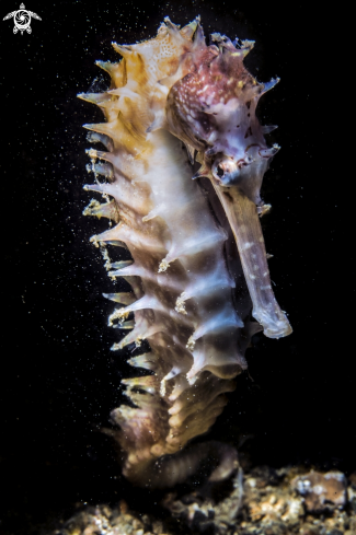 A Spiny seahorse