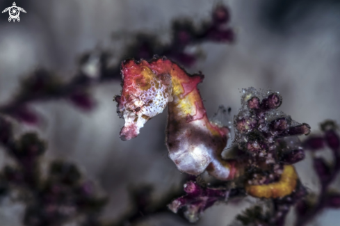 A Pontoh's pygmy seahorse