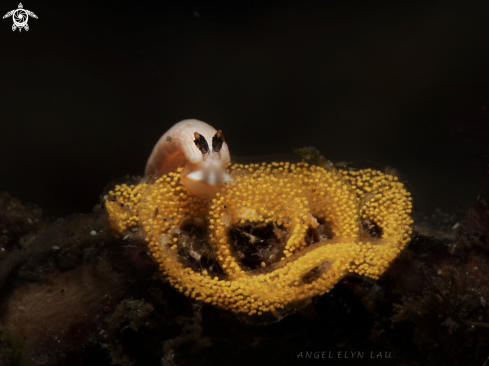 Tiny nudi with eggs