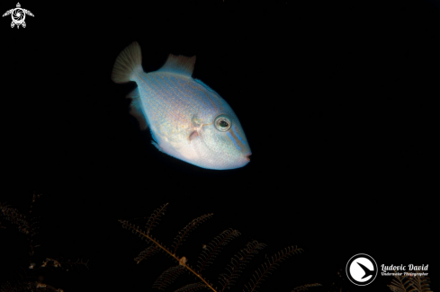 A Red-toothed Triggerfish