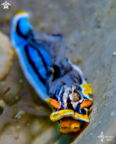 A Chromodoris elisabethina (Bergh, 1877) | Chromodoris Nudibranch