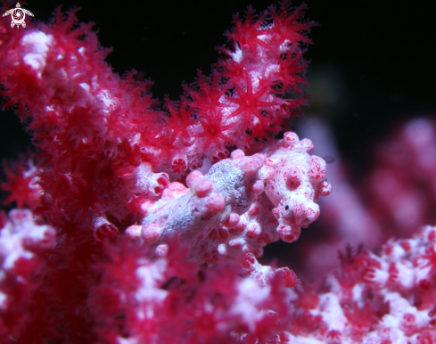 A Pygmy seahorse