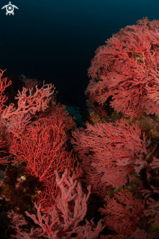 A Melithaea flabellifera | Sea Fan