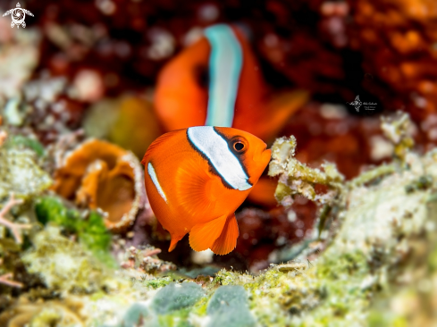 A Amphiprioninae | Clownfish