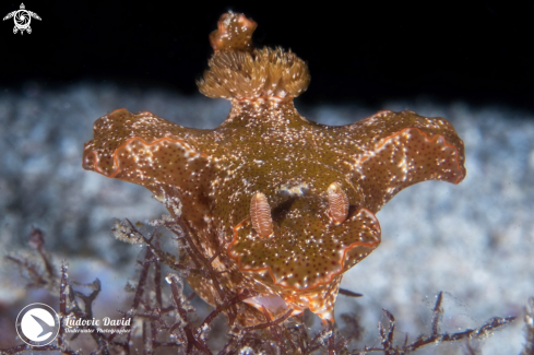 A Slender T-Bar Nudibranch