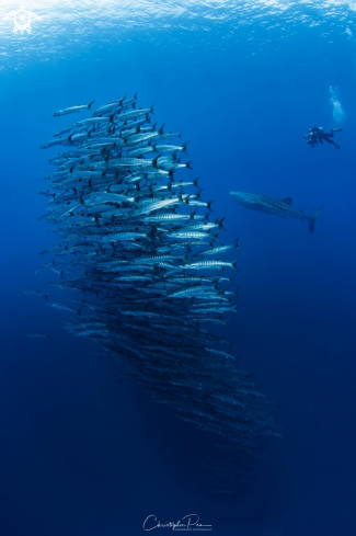 A Sphyraena qenie, Rhincodon typus | School of Barracudas, a Whale Shark, and a Diver