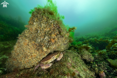 A Edible crab