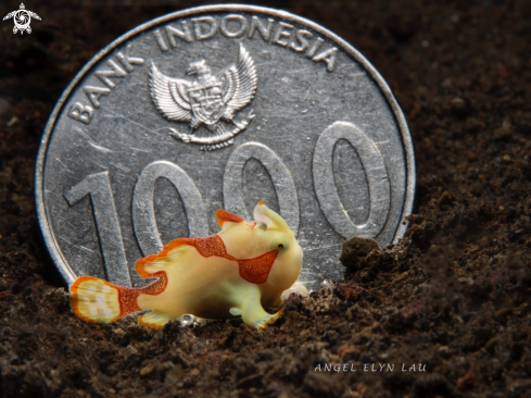 A Baby warty  frogfish